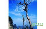 湘西之旅：張家界、天子山、寶峰湖/黃龍洞、鳳凰古城、猛洞河漂流、天門山六日游